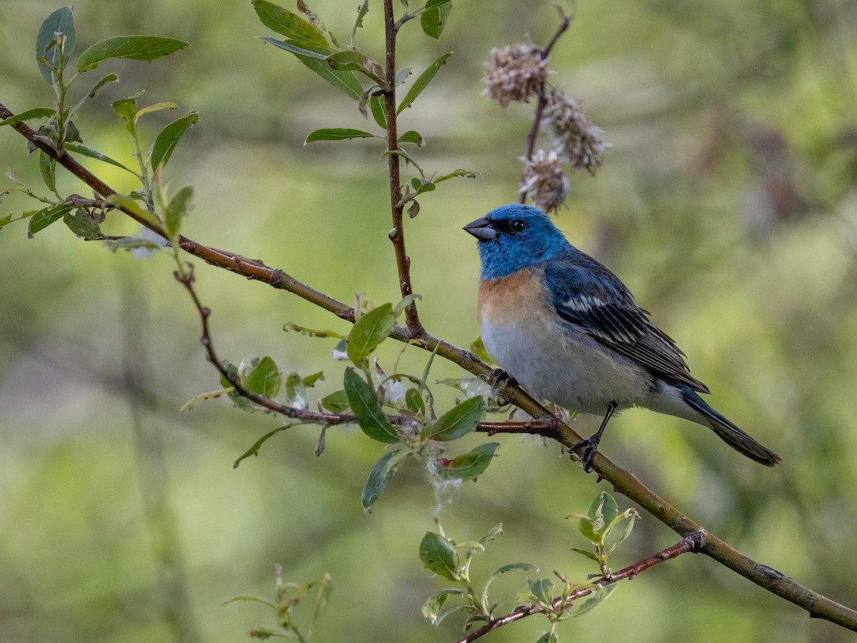 Lazuli Bunting - Nancy Schutt