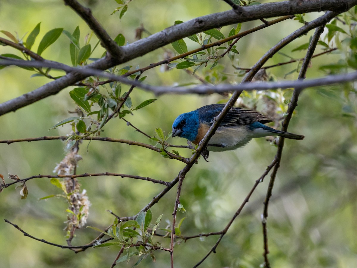 Lazuli Bunting - Nancy Schutt