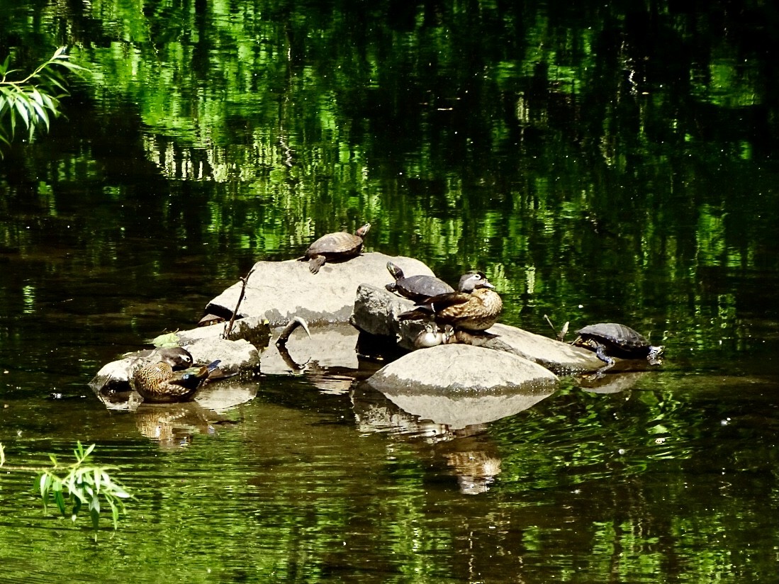 Wood Duck - ML619599301