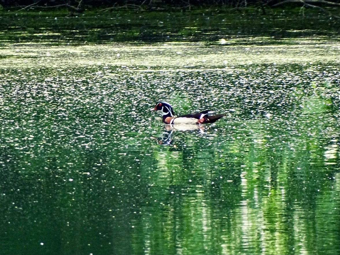 Wood Duck - ML619599302