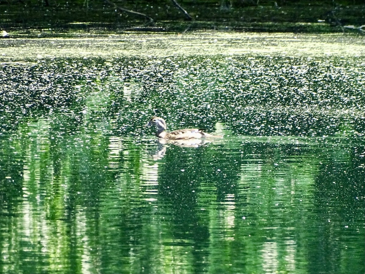 Wood Duck - ML619599303