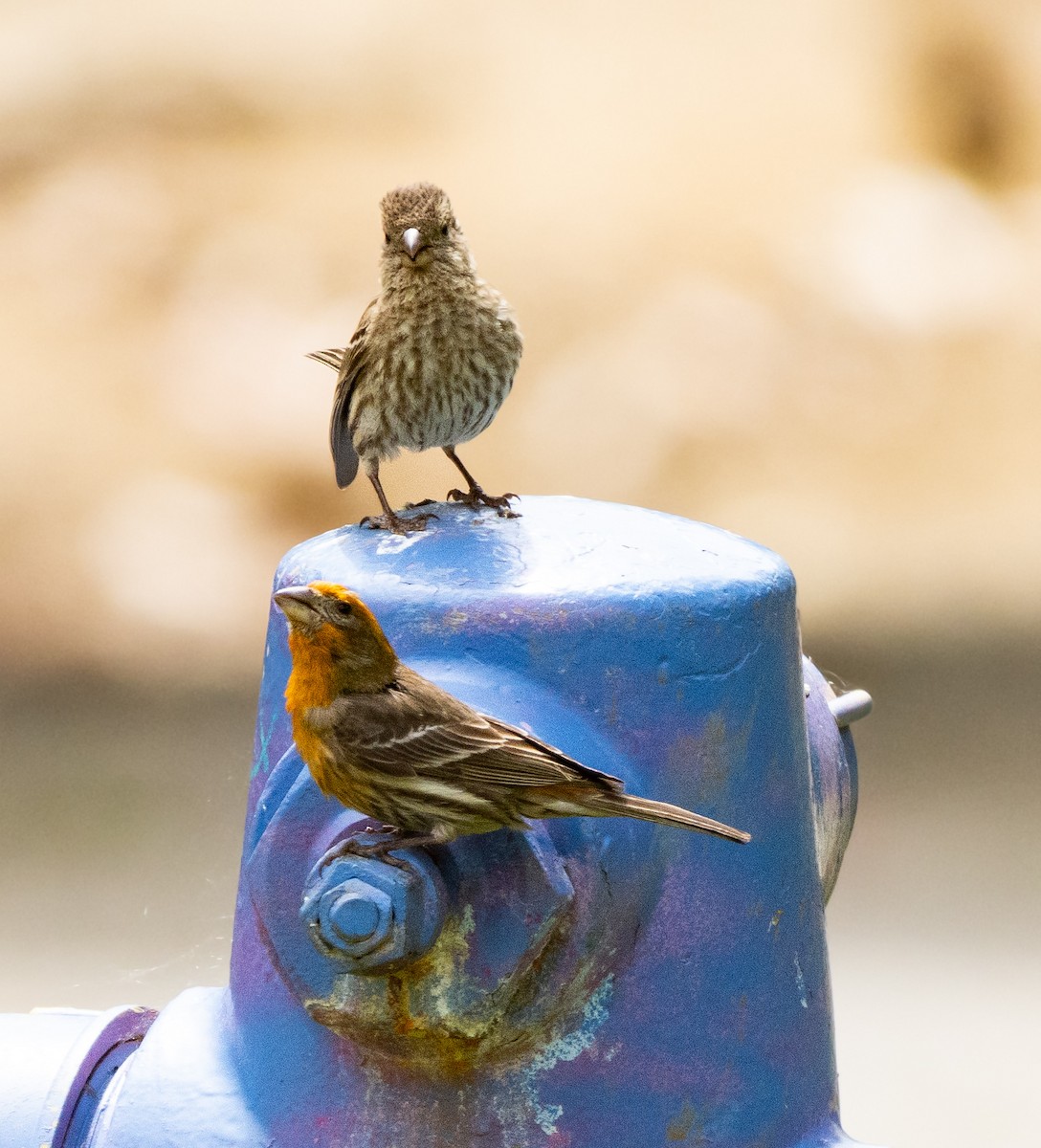 House Finch - Timothy Aarons