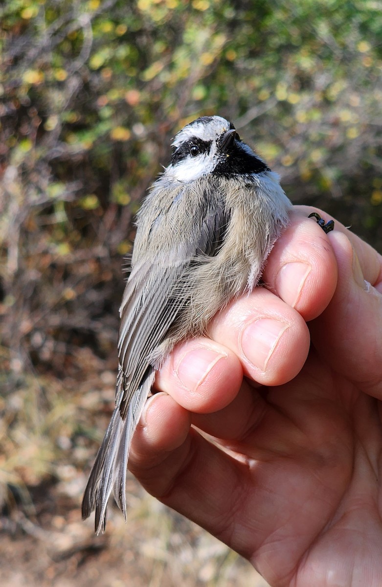 Mountain Chickadee - Nancy Cox