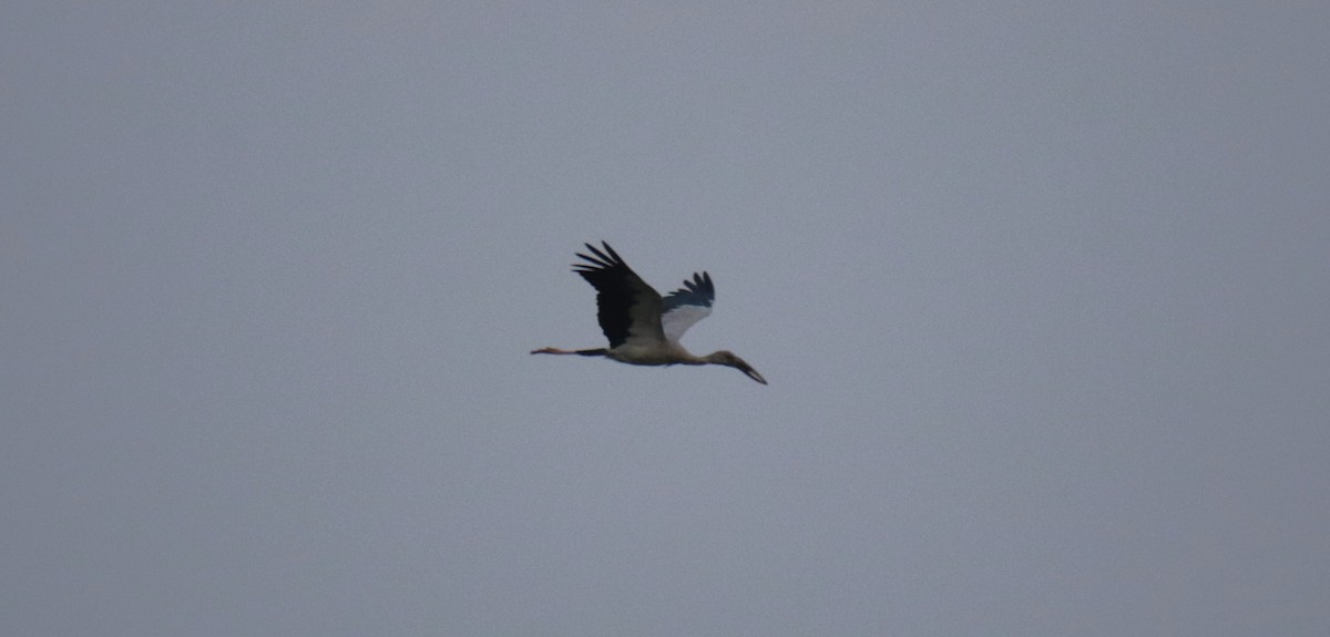 Asian Openbill - Praveen H N