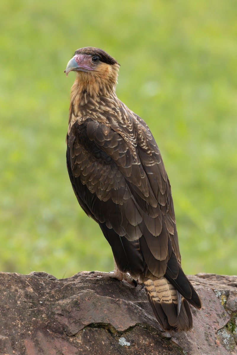 Crested Caracara - Katia Oliveira