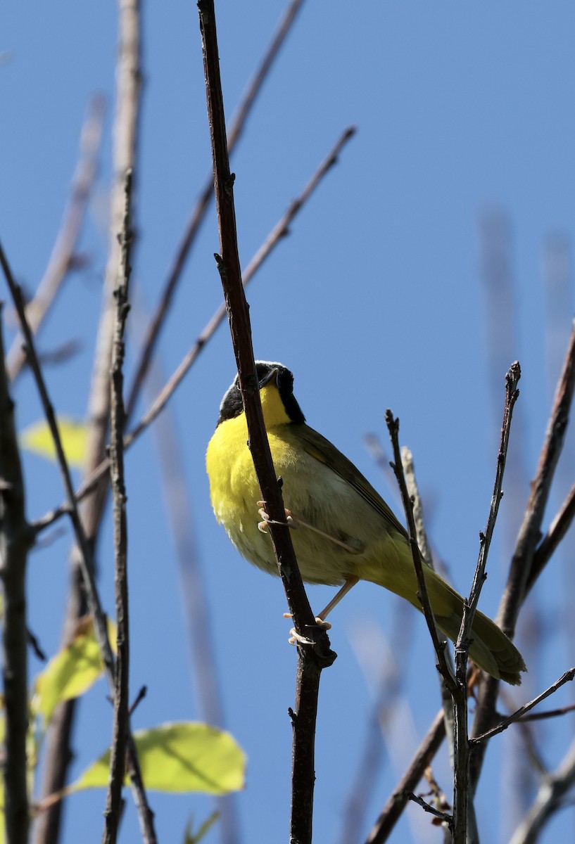 Common Yellowthroat - Lisa Goodwin