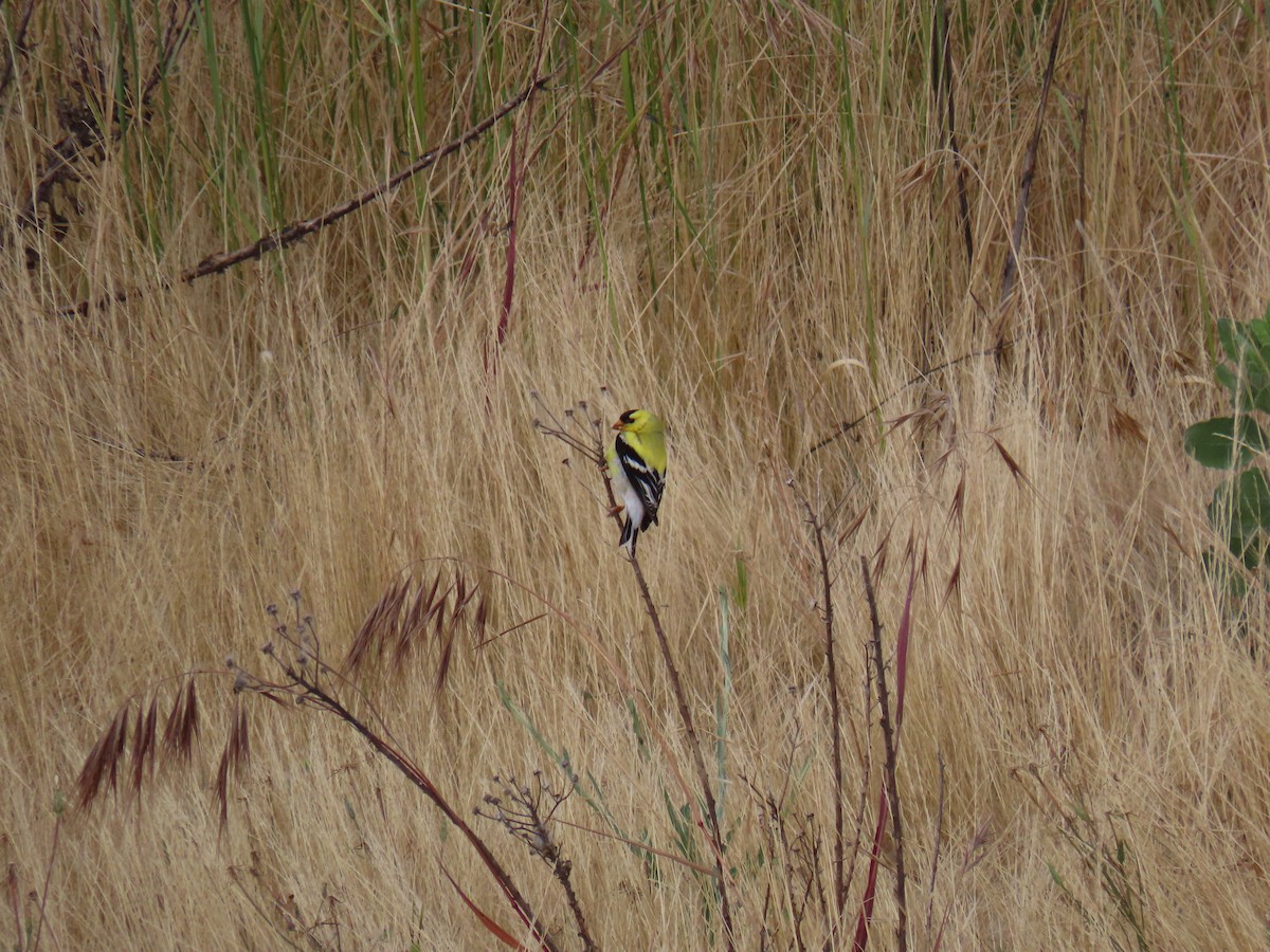 American Goldfinch - Erica Rutherford/ John Colbert