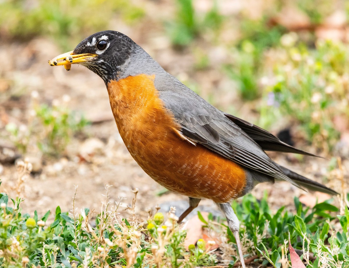 American Robin - ML619599318