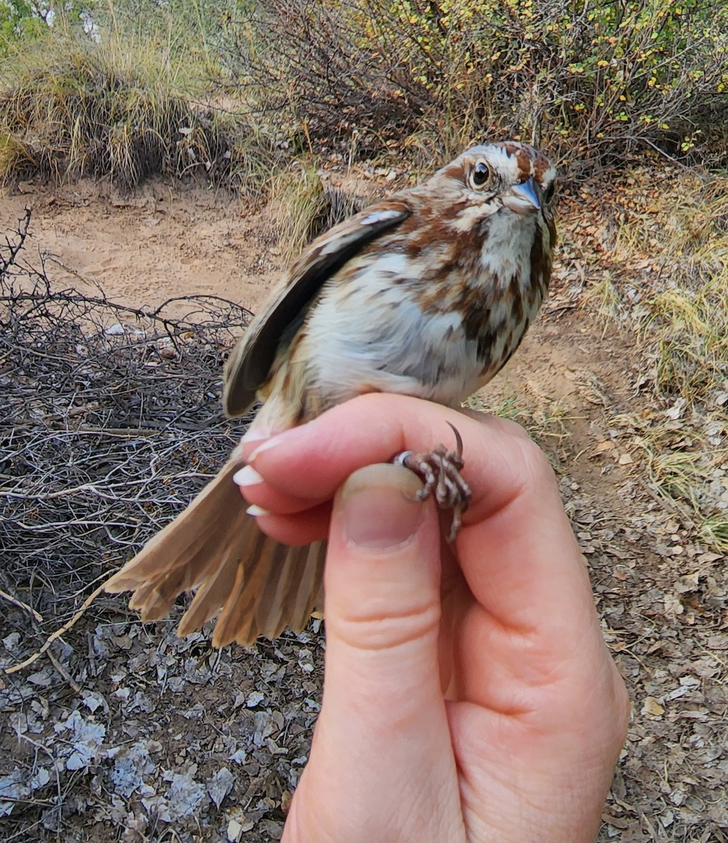 Song Sparrow - Nancy Cox