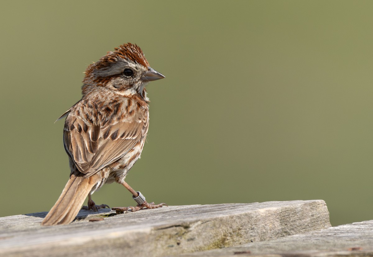 Song Sparrow - ML619599322