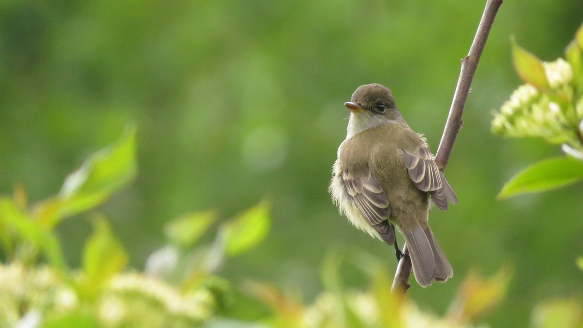 Willow Flycatcher - Josiah Chase