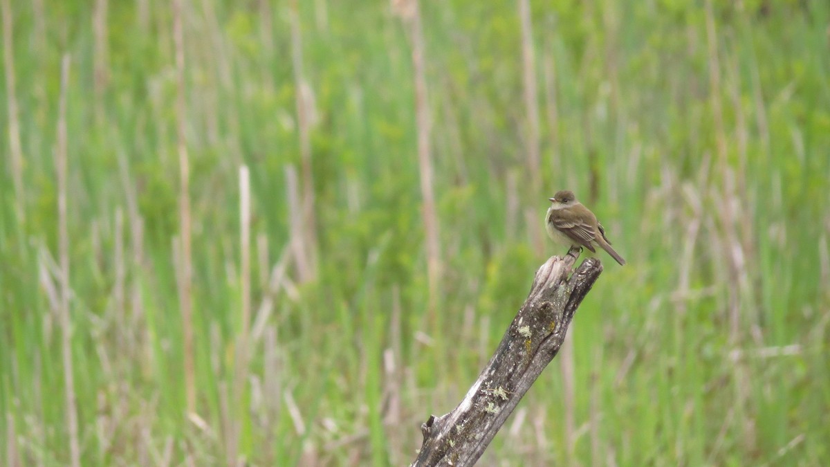 Willow Flycatcher - Josiah Chase