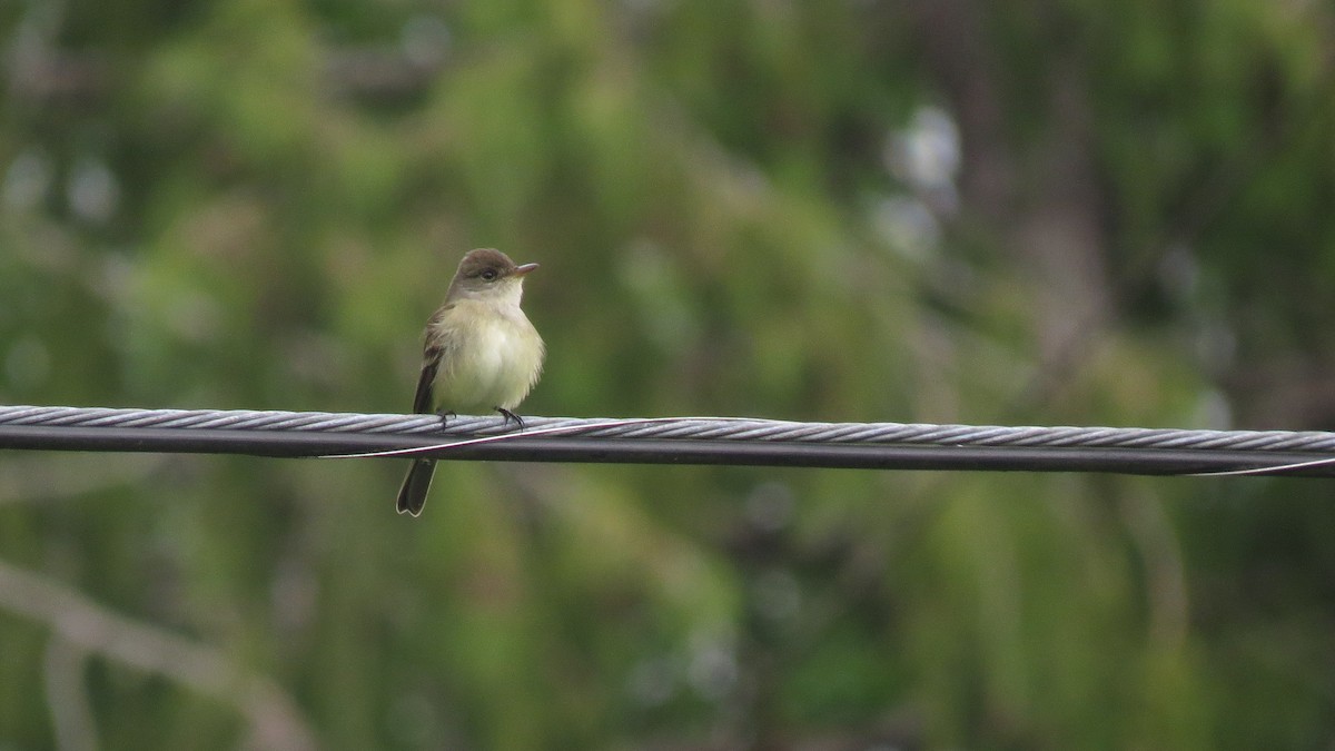 Willow Flycatcher - Josiah Chase