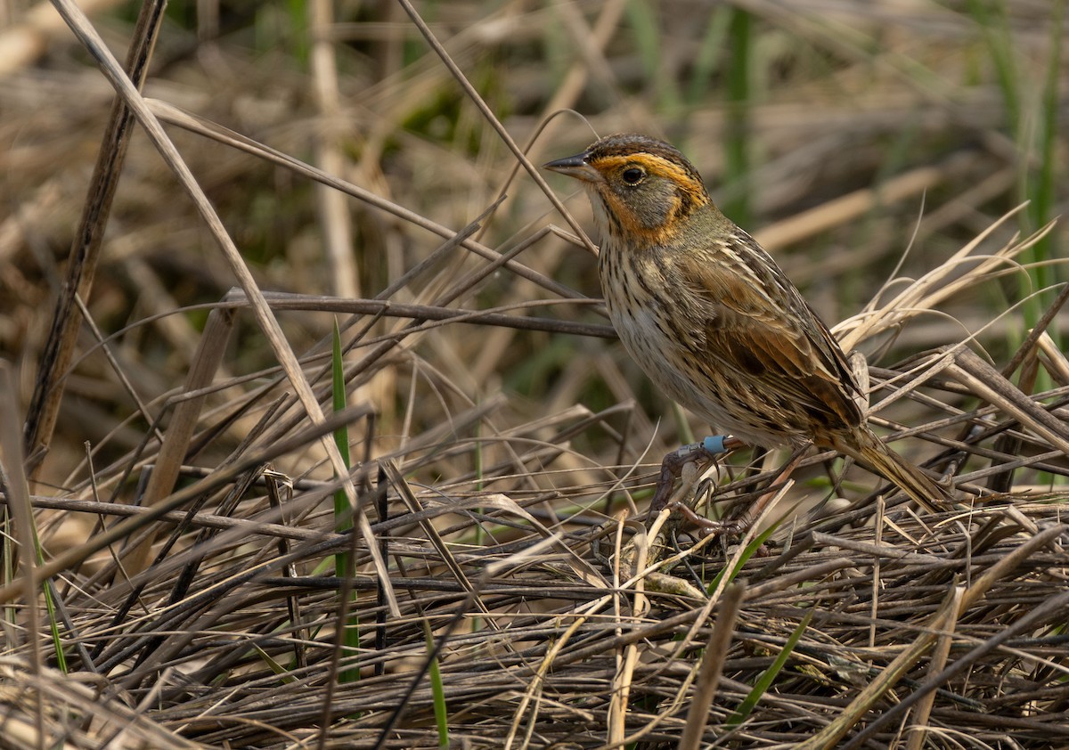 Saltmarsh Sparrow - Henry Chiu