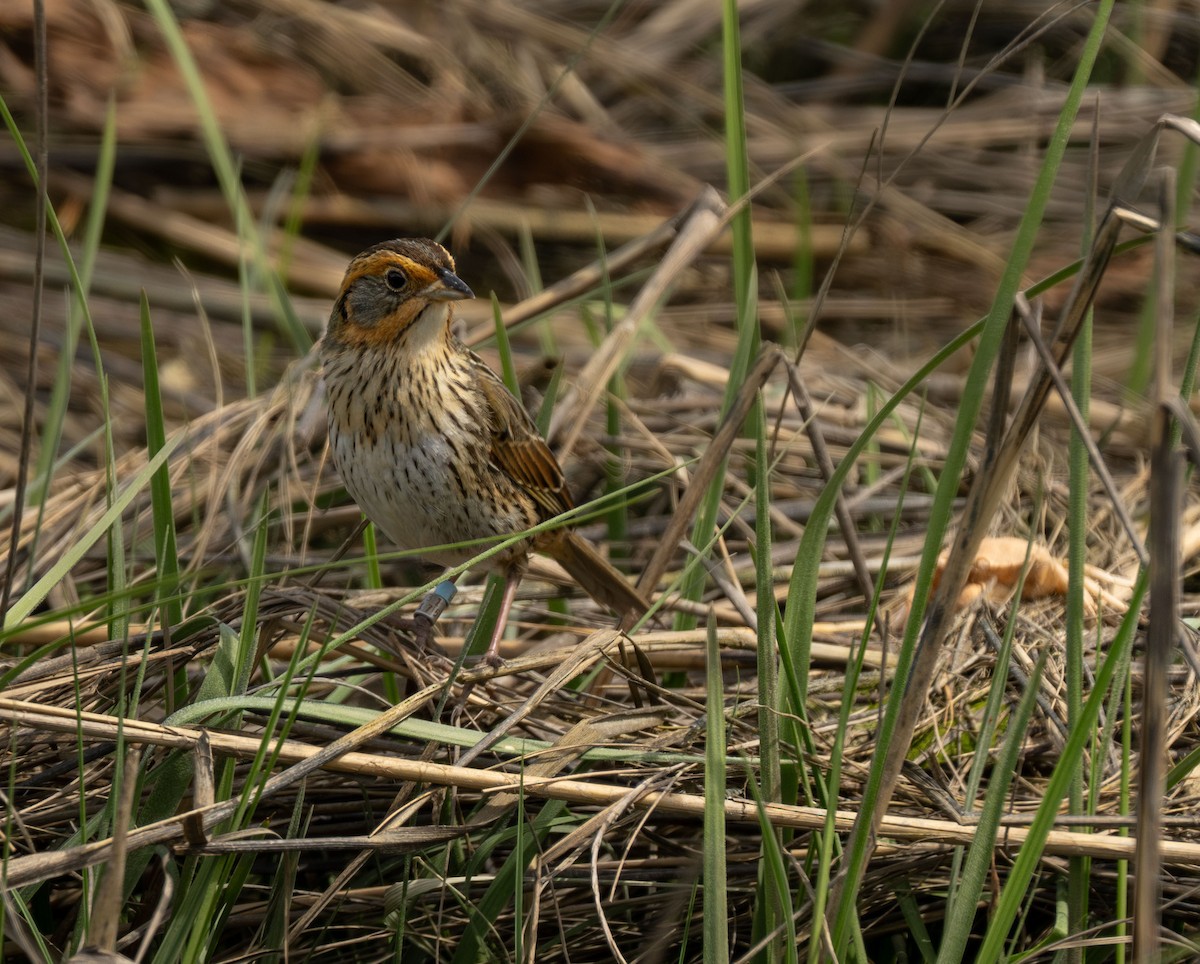 Saltmarsh Sparrow - Henry Chiu