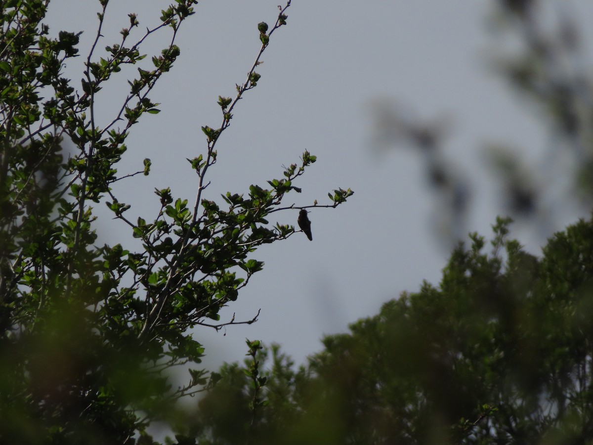 Anna's Hummingbird - Gabriel LeRoy