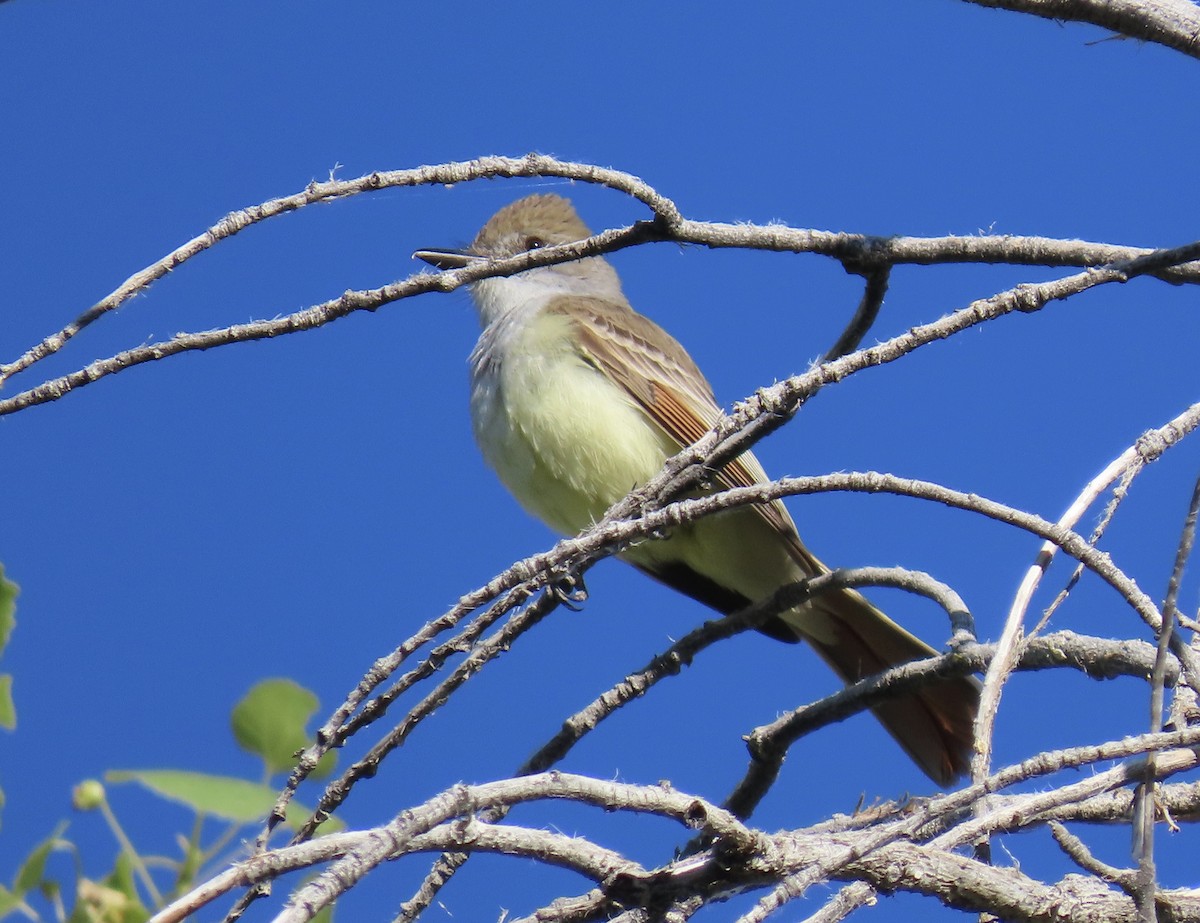 Brown-crested Flycatcher - karen pinckard