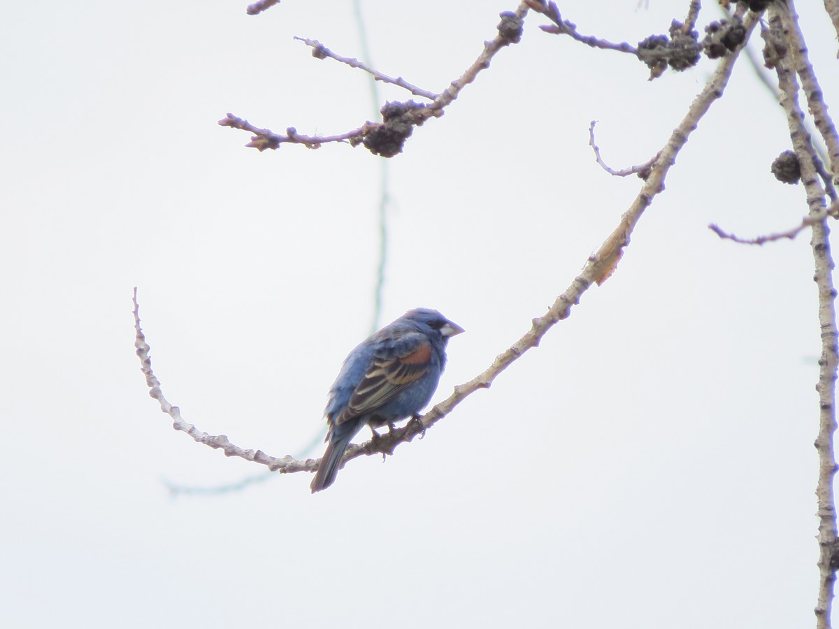 Blue Grosbeak - F Alvarez