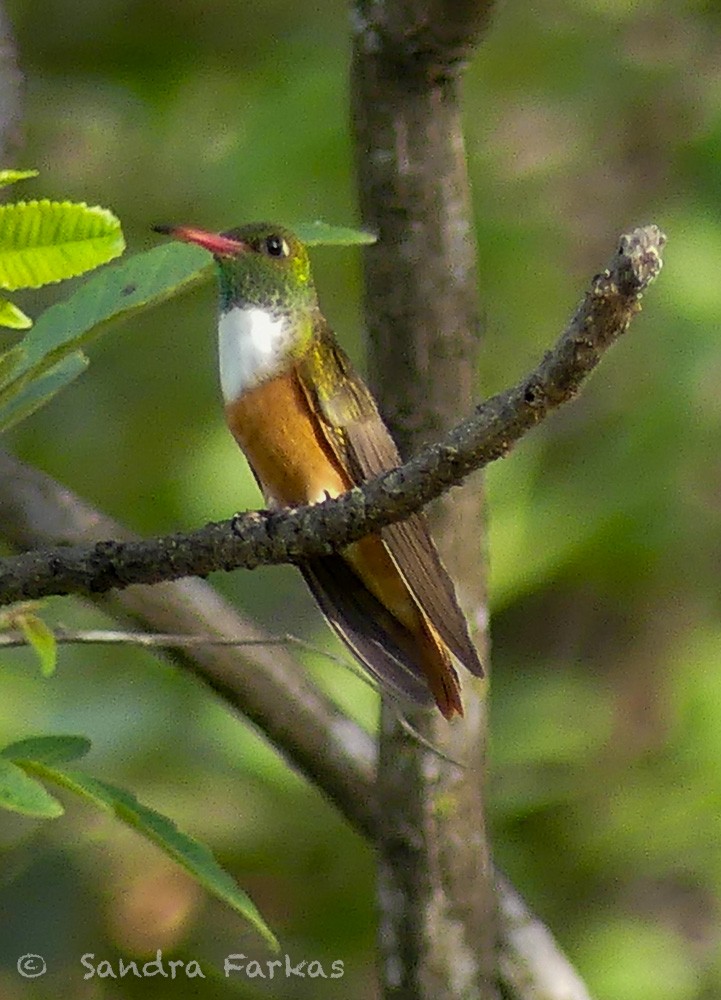 Amazilia Hummingbird - Sandra Farkas