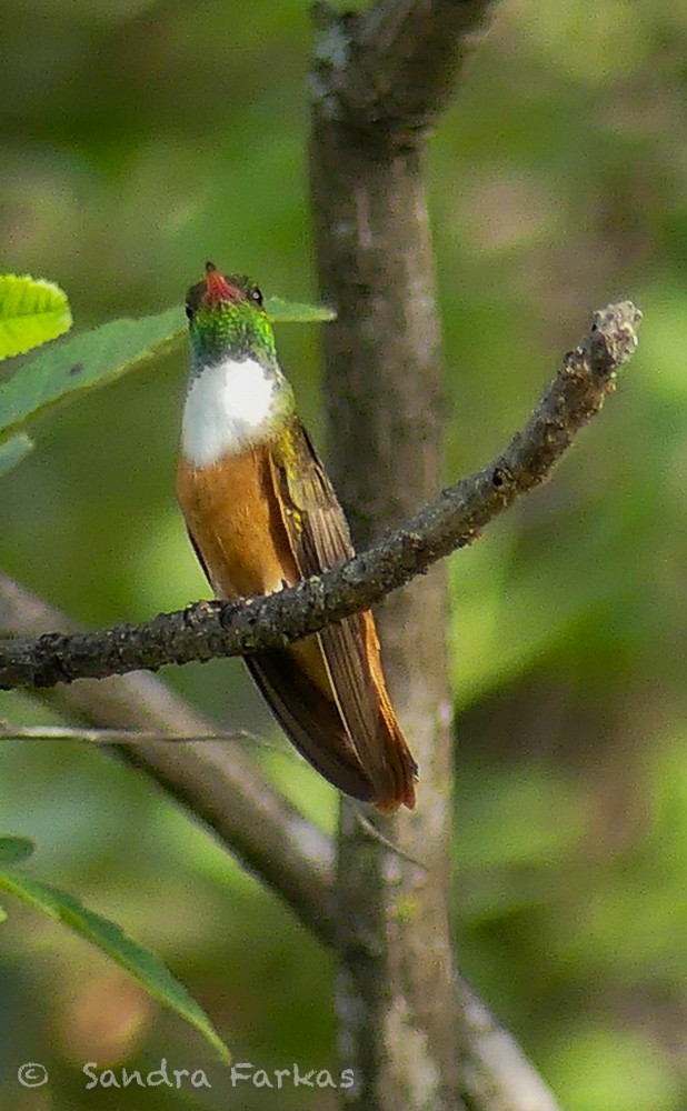 Amazilia Hummingbird - Sandra Farkas