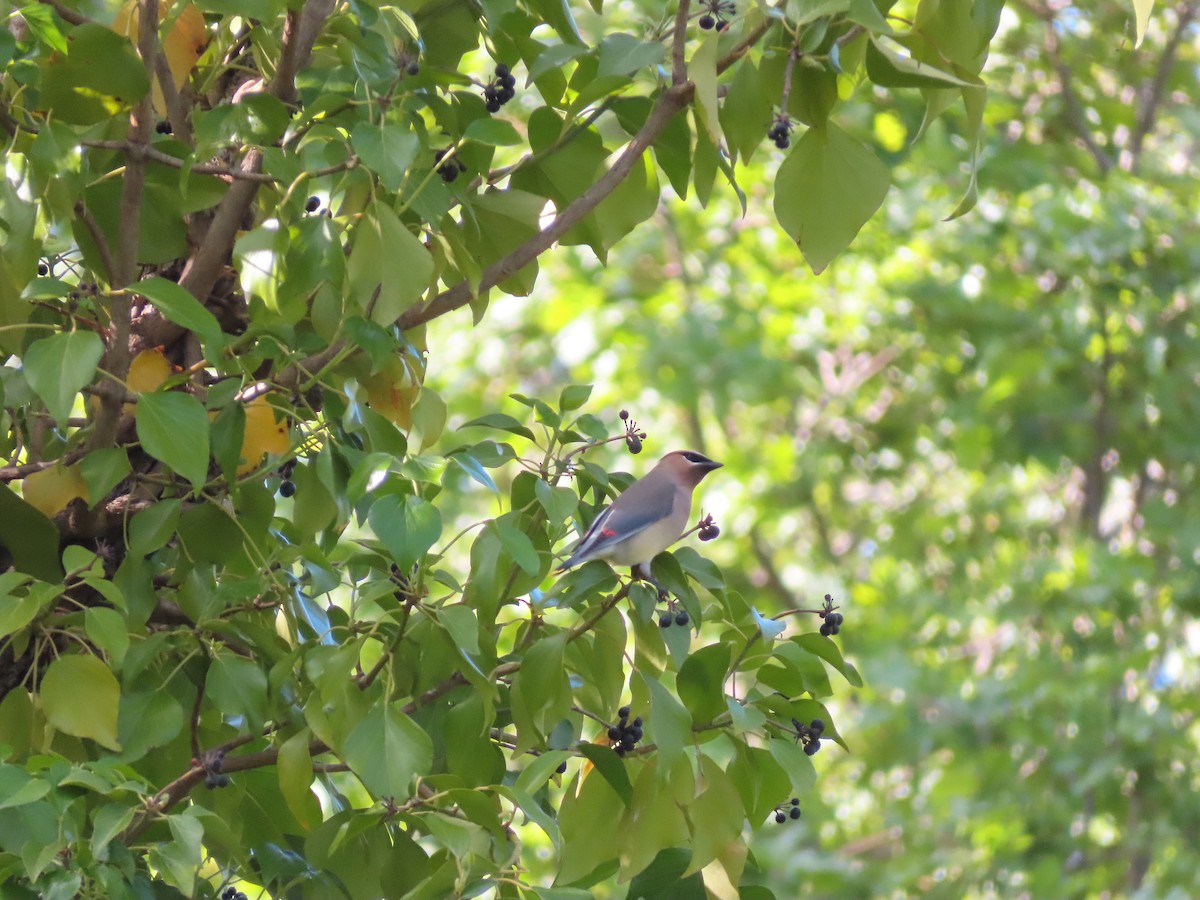 Cedar Waxwing - Gabriel LeRoy