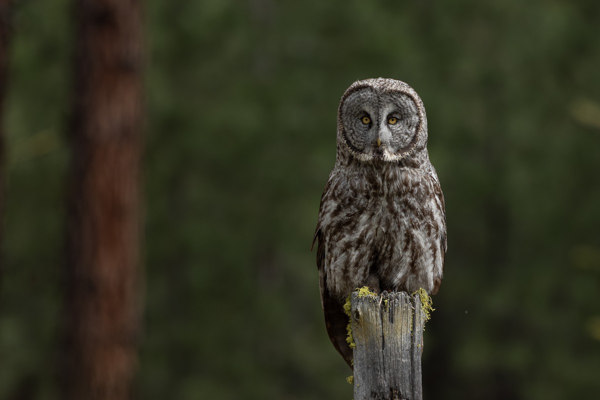 Great Gray Owl - Joshua Covill