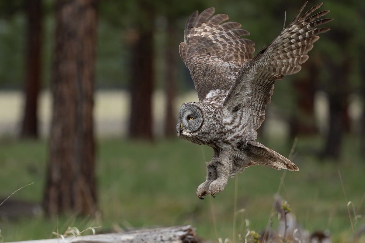 Great Gray Owl - Joshua Covill