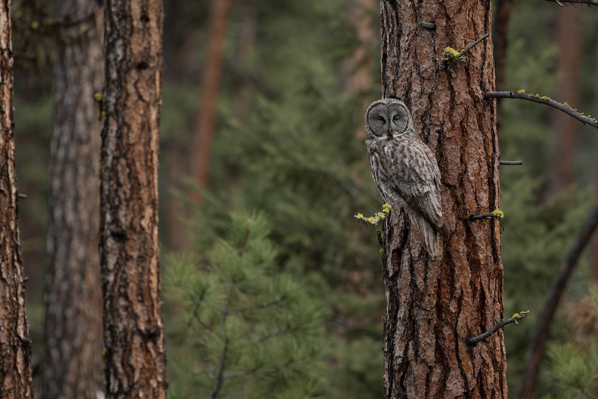 Great Gray Owl - Joshua Covill