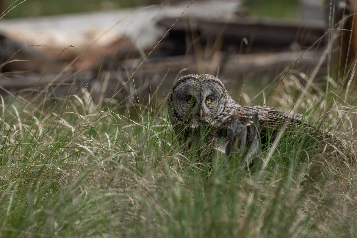 Great Gray Owl - Joshua Covill