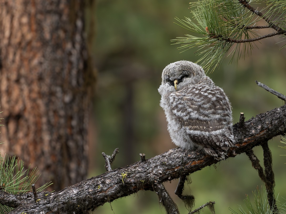 Great Gray Owl - Joshua Covill