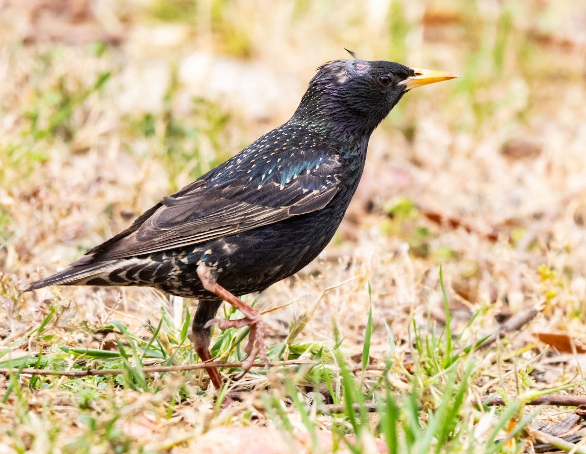 European Starling - ML619599357