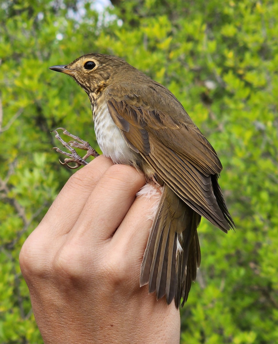 Swainson's Thrush - Nancy Cox