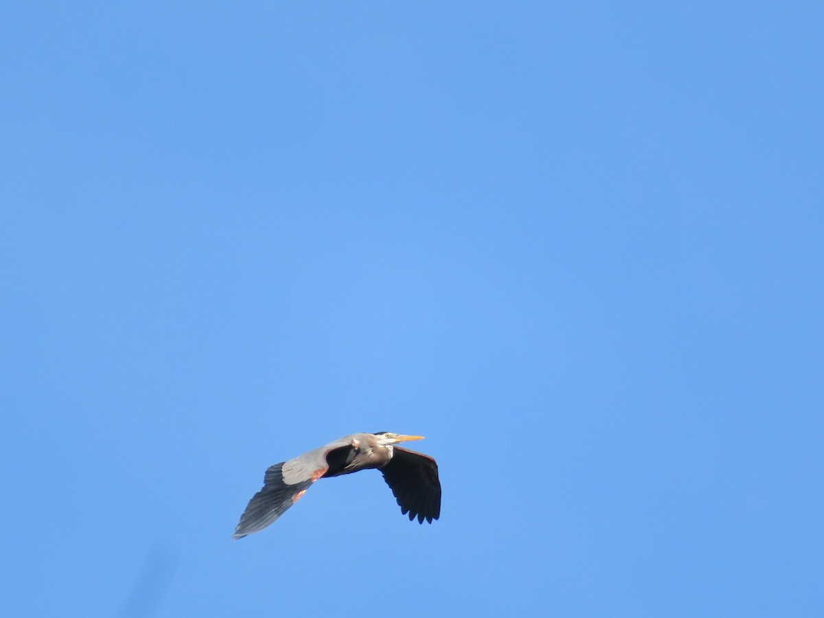 Great Blue Heron - ML619599360