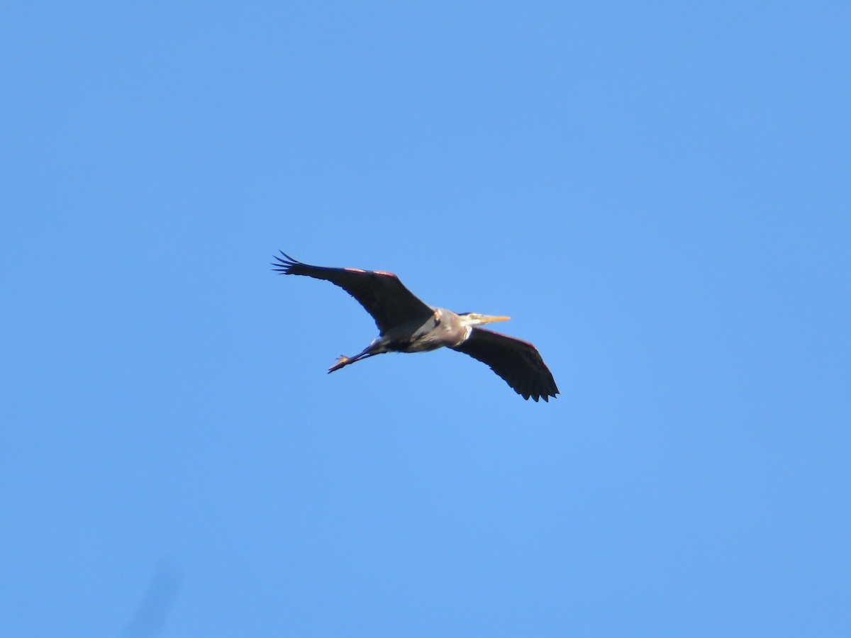 Great Blue Heron - Gabriel LeRoy