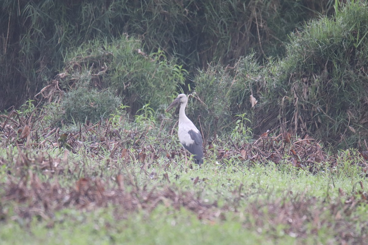 Asian Openbill - Praveen H N