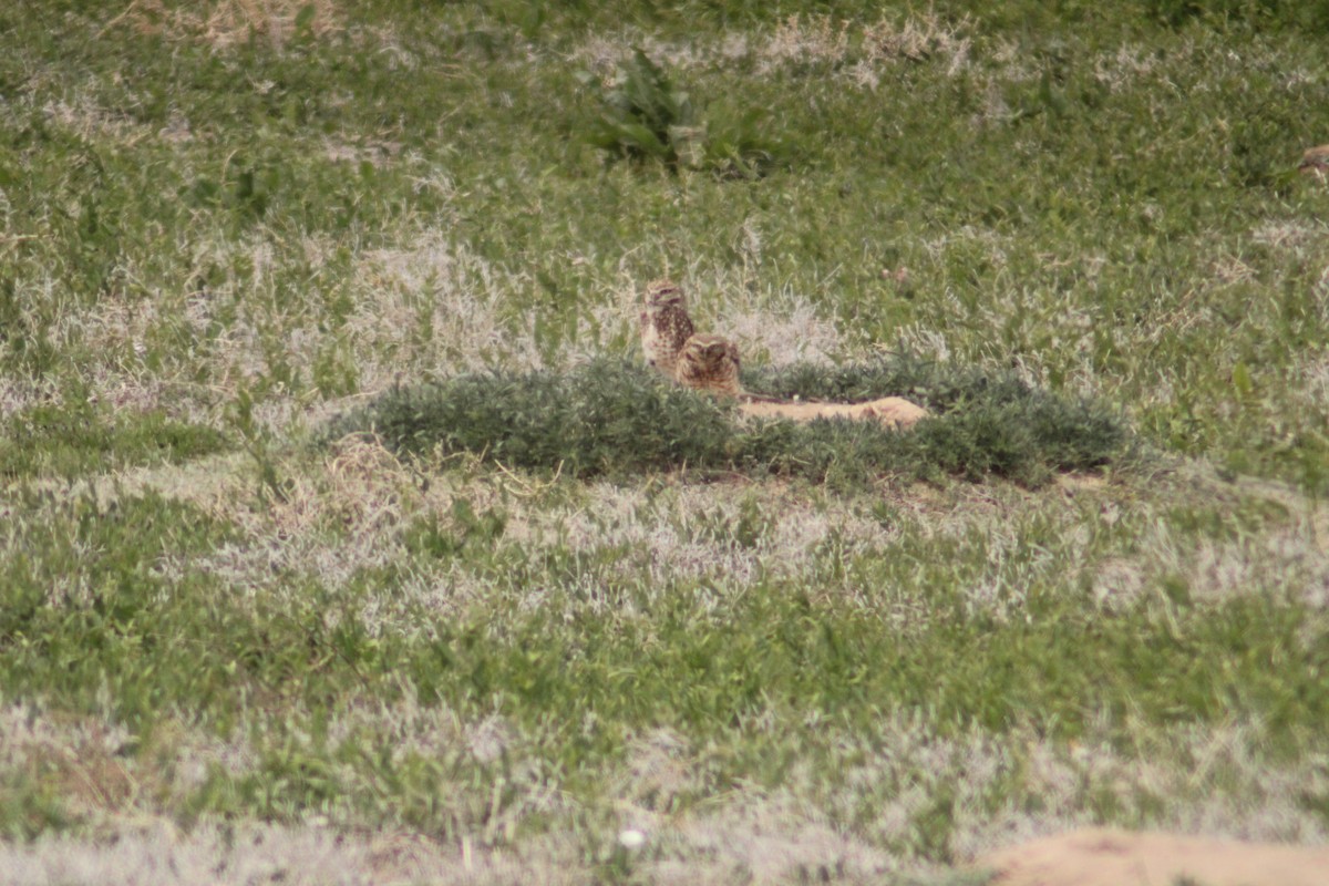 Burrowing Owl - Andrew Schmalfuss