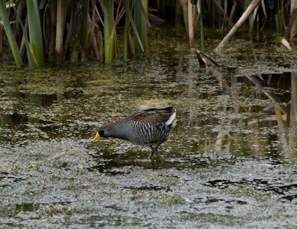 Polluela Sora - ML619599364