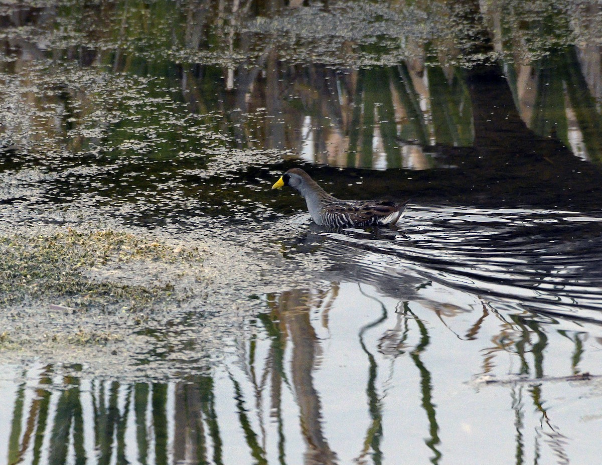 Polluela Sora - ML619599365