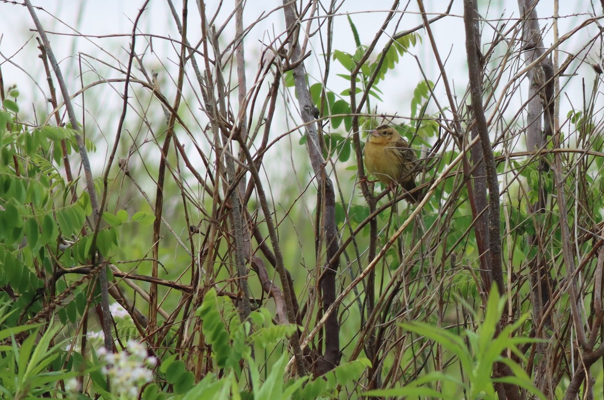 Bobolink - Eric M. Hall