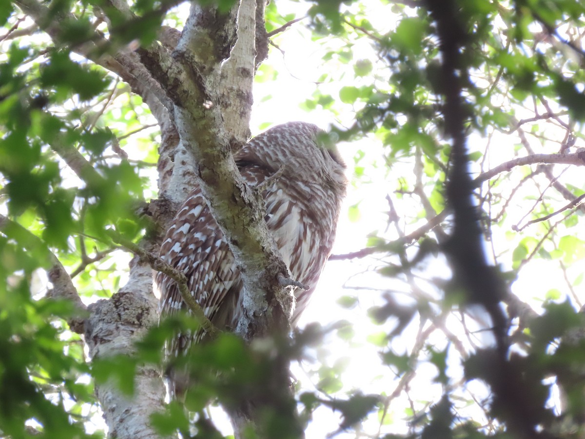 Barred Owl - Gabriel LeRoy