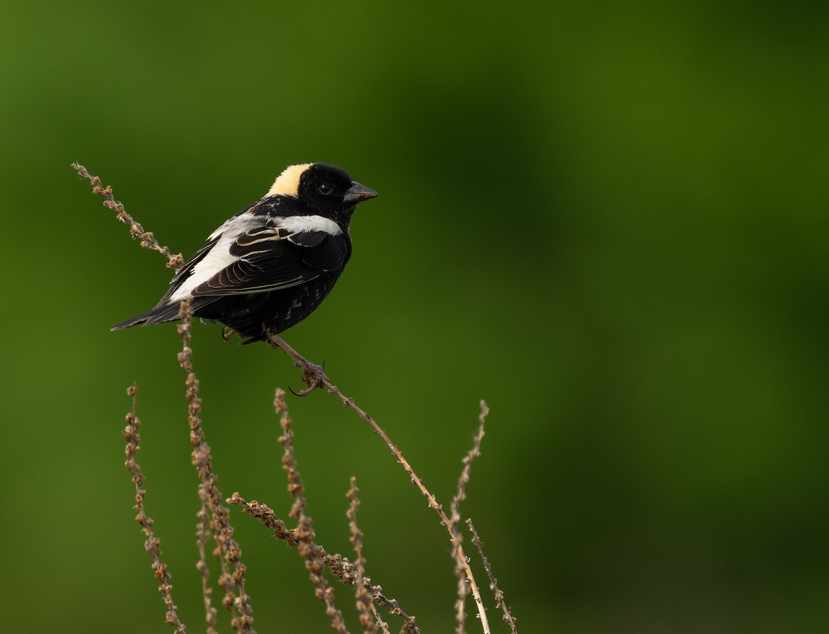 Bobolink - Henry Chiu