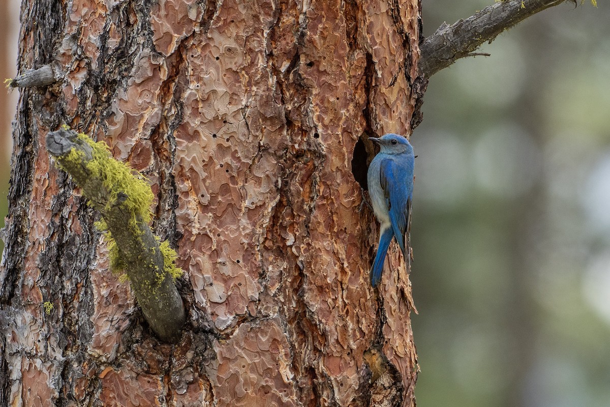 Mountain Bluebird - Joshua Covill