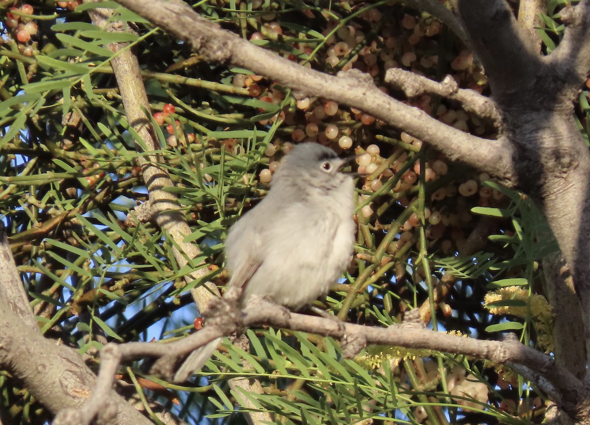 Blue-gray Gnatcatcher (obscura Group) - karen pinckard