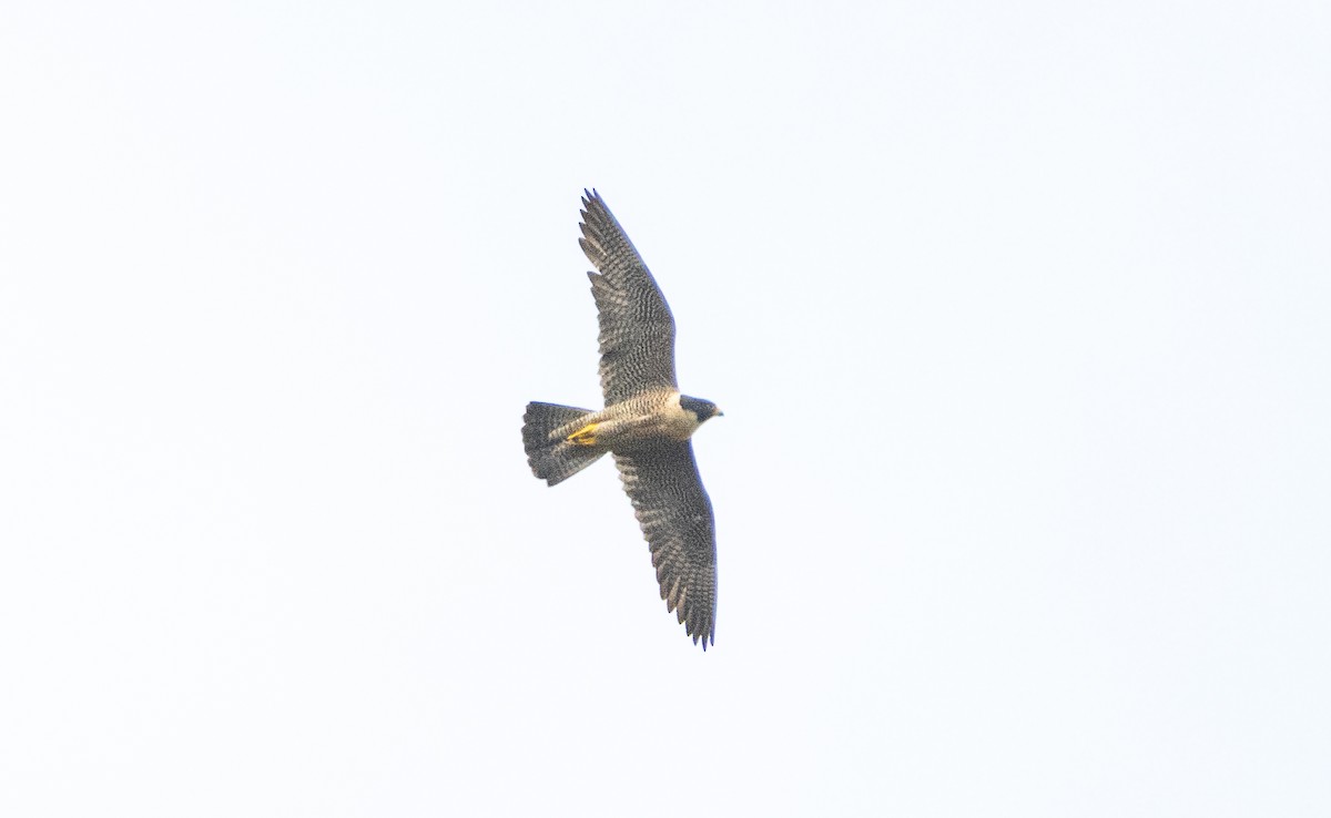 Peregrine Falcon - ML619599390