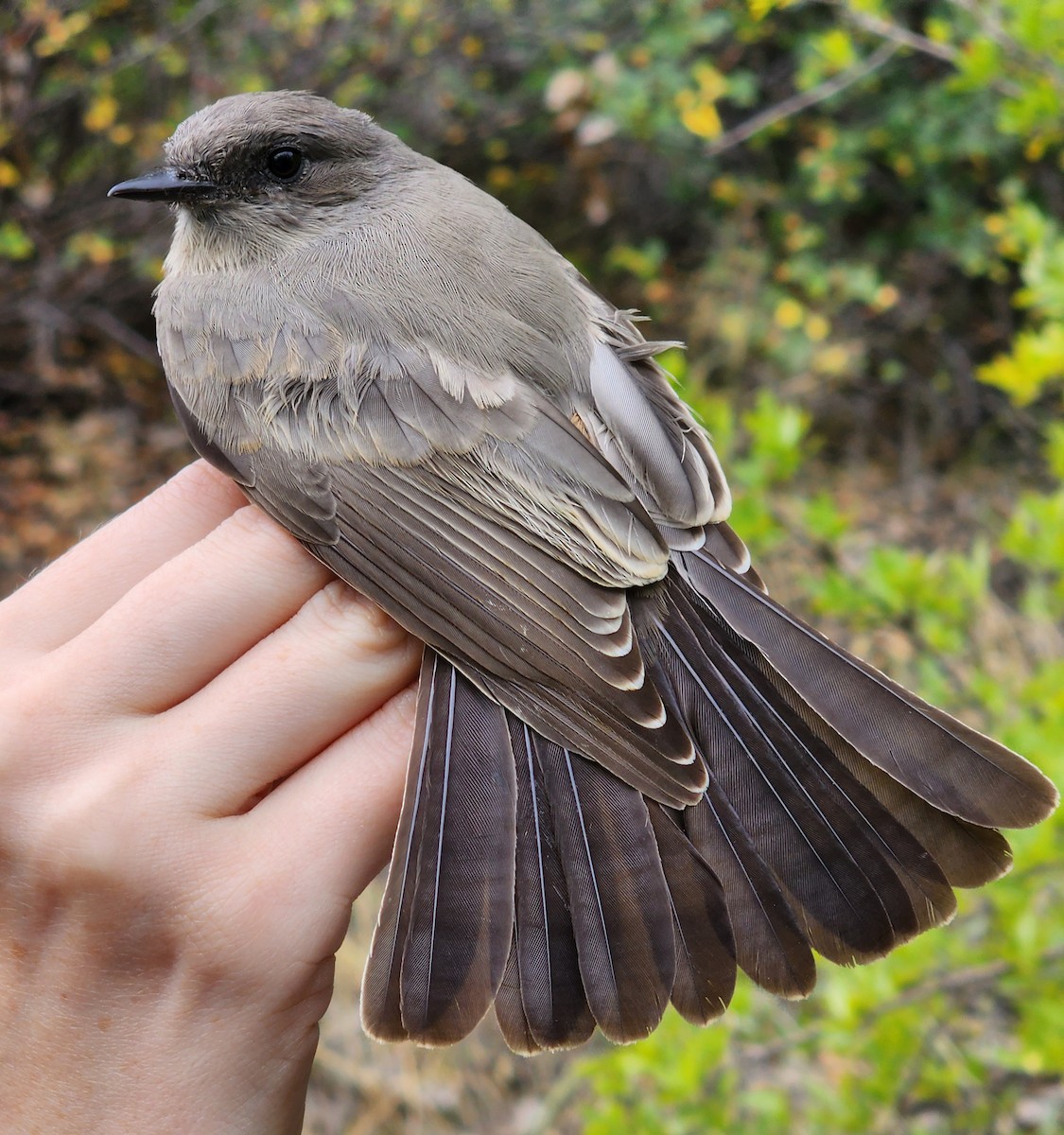 Say's Phoebe - Nancy Cox