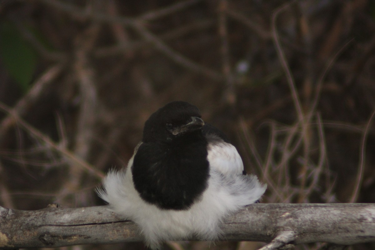 Black-billed Magpie - Andrew Schmalfuss