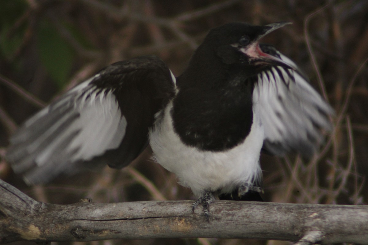 Black-billed Magpie - Andrew Schmalfuss