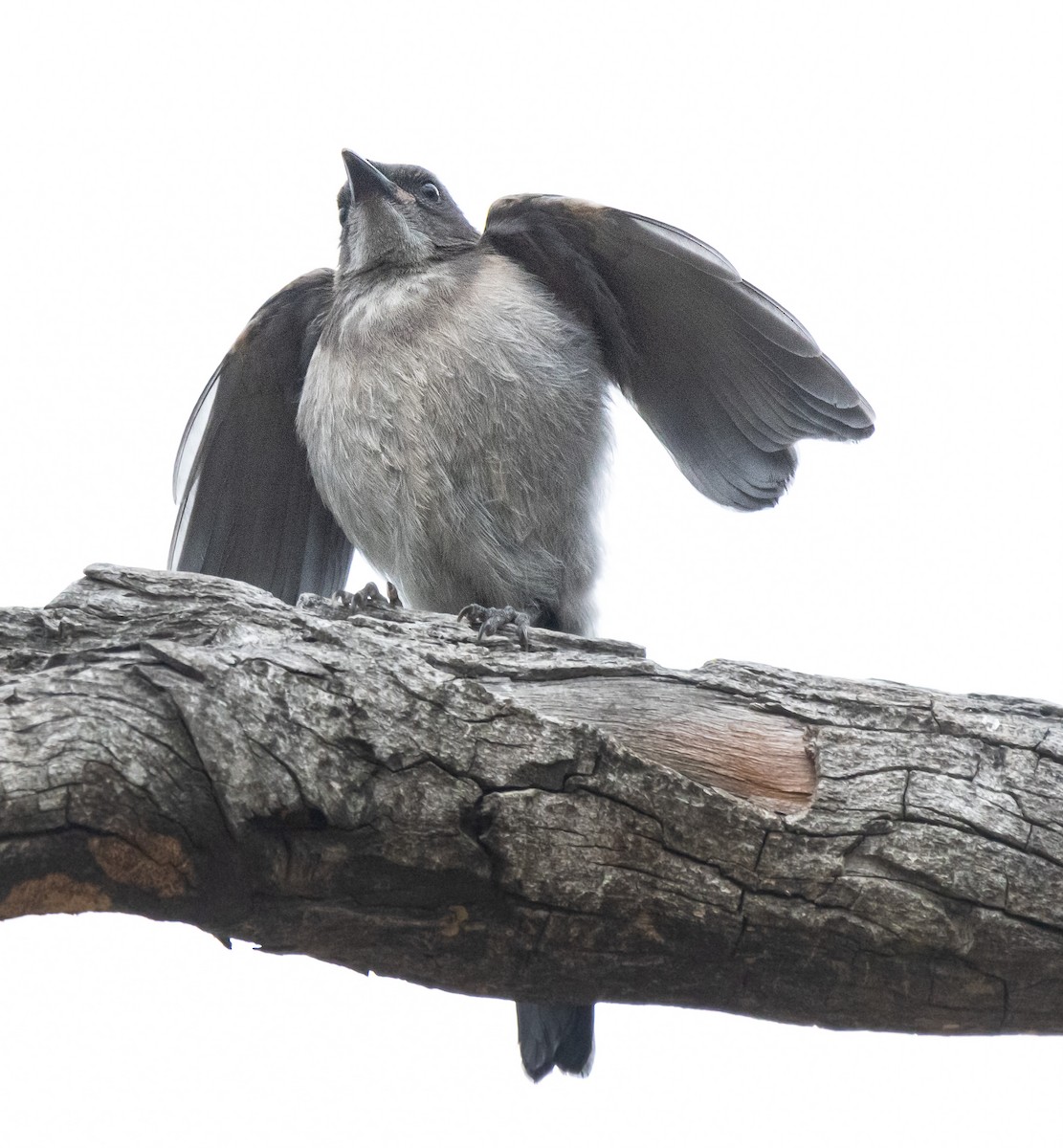 California Scrub-Jay - Timothy Aarons