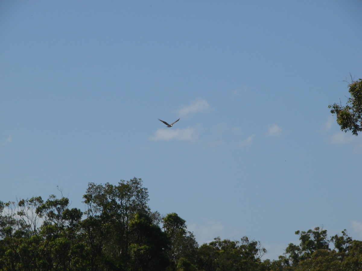 Osprey - Andrew Bishop