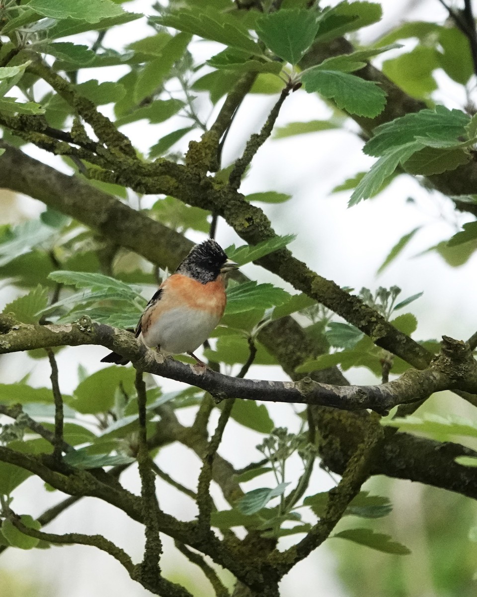 Brambling - Marianne Fan